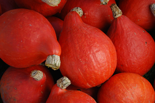 Red Kuri Winter Squash Seeds