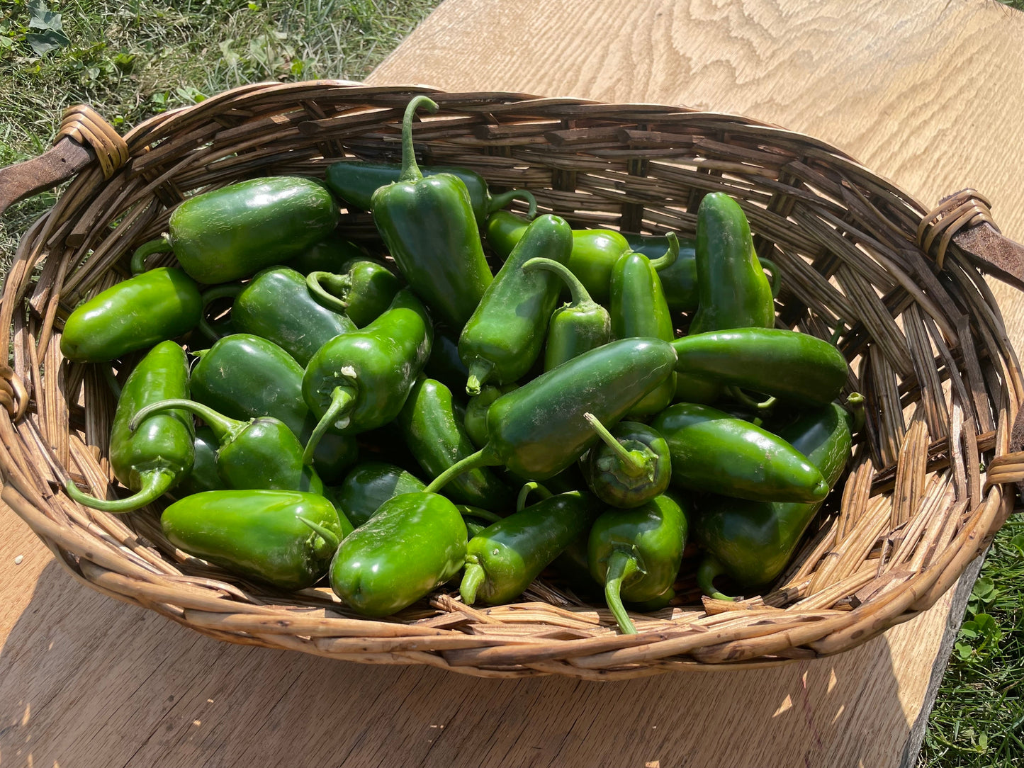 San Joaquin Hybrid Pepper Seeds