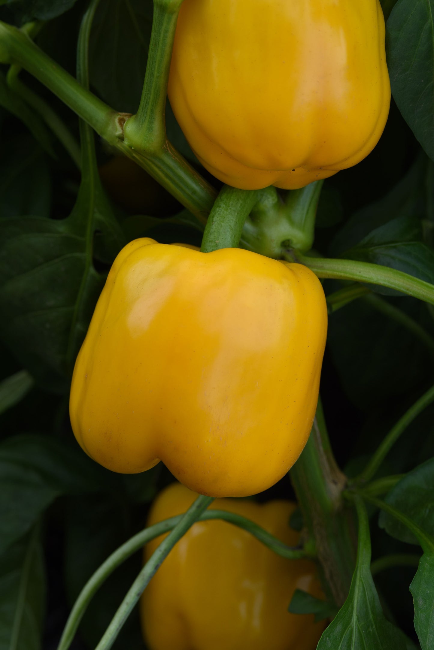 Trailblazer Hybrid Pepper Seeds