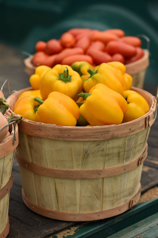 Trailblazer Hybrid Pepper Seeds