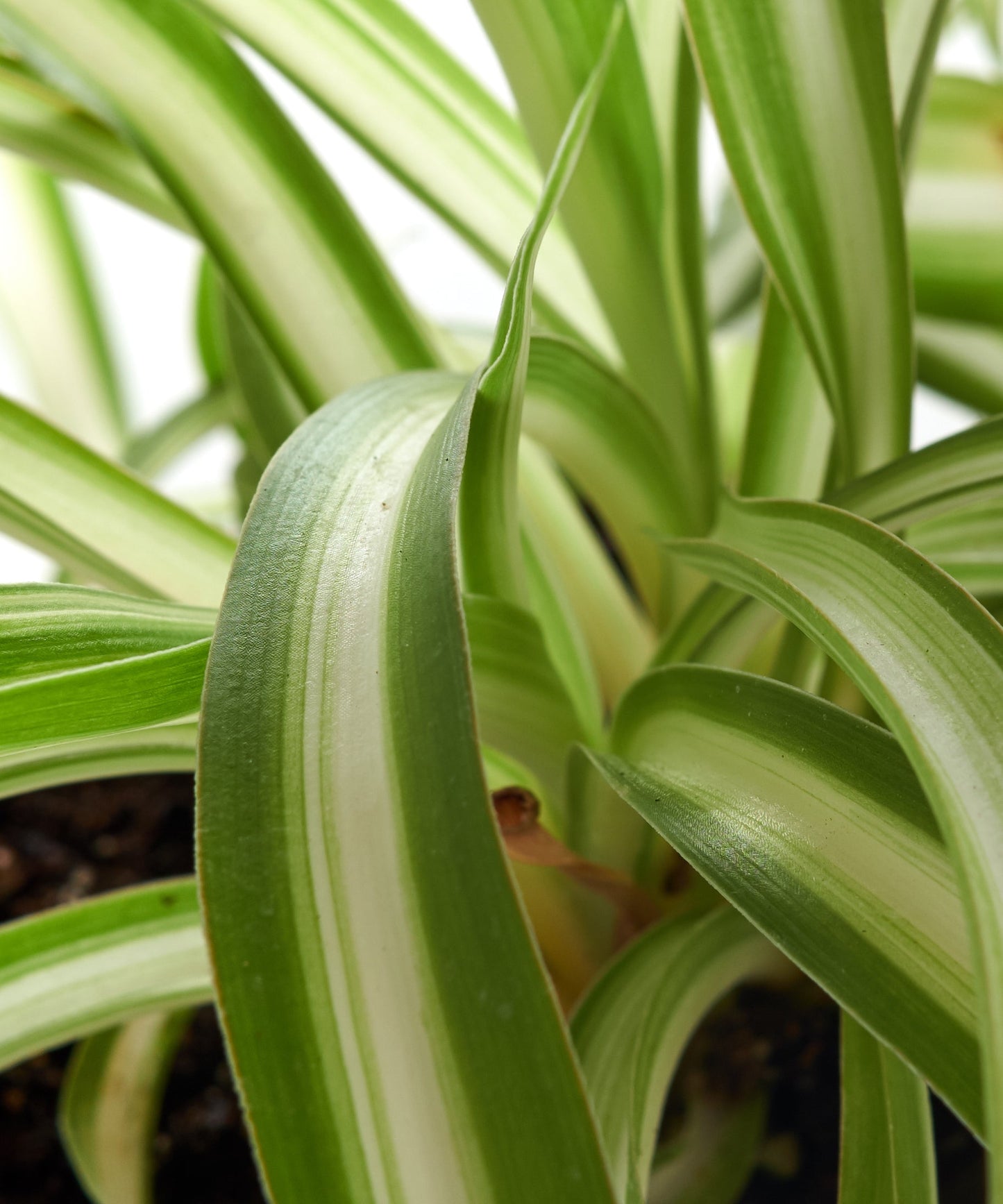 Chlorophytum comosum 'Spider Plant'