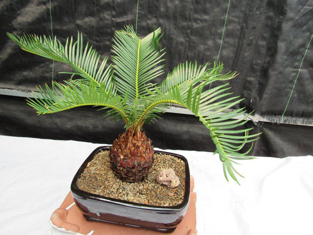 Sago Palm Bonsai Tree