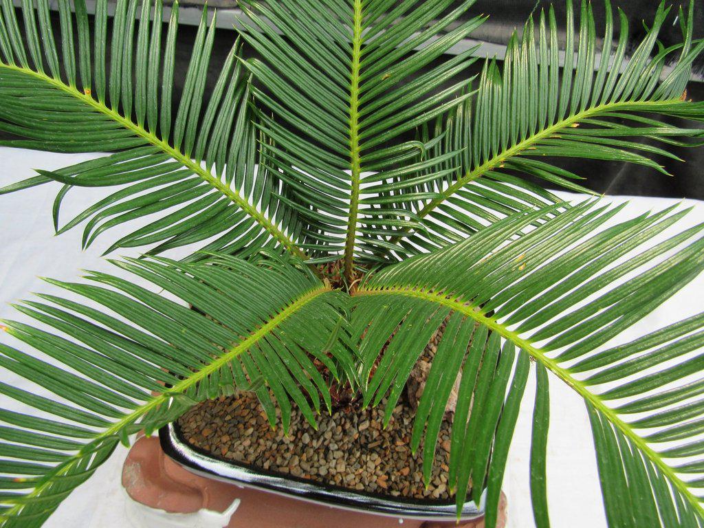 Sago Palm Bonsai Tree