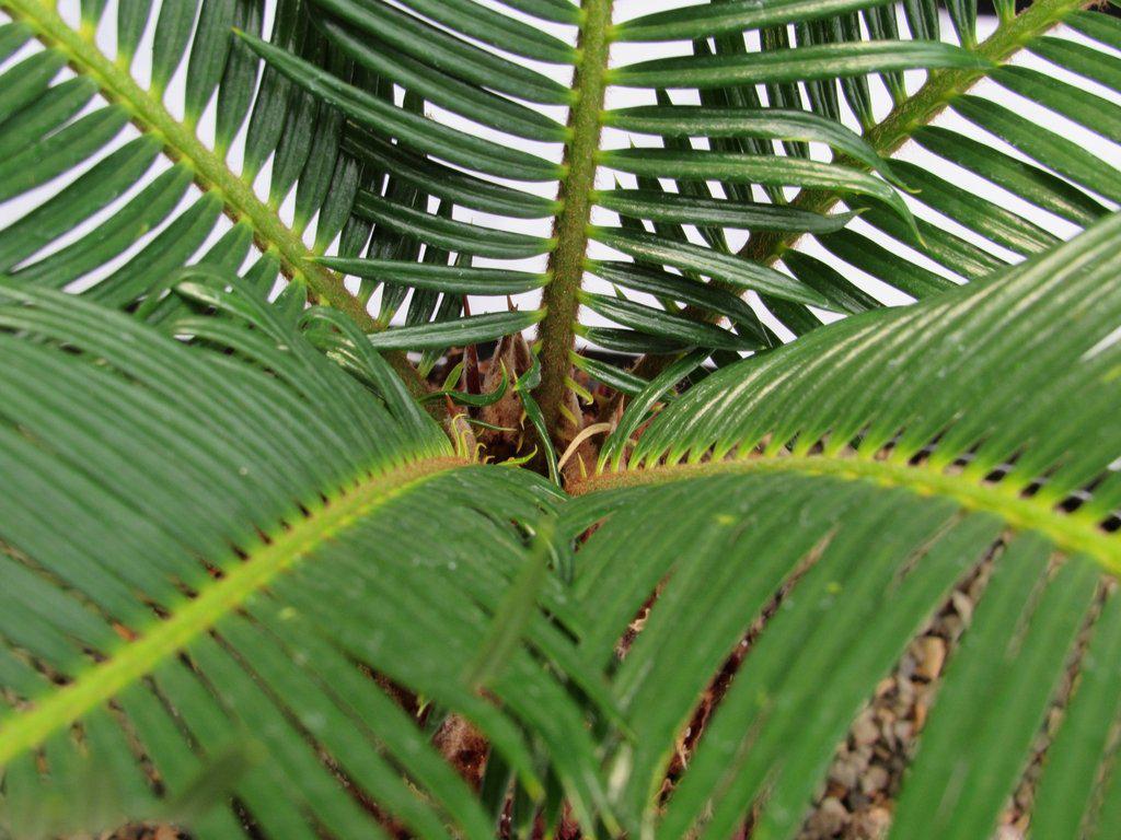 Sago Palm Bonsai Tree