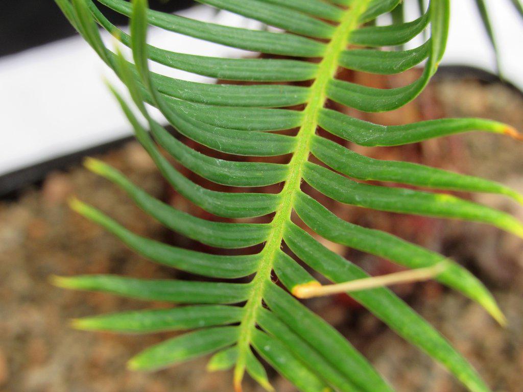 Sago Palm Bonsai Tree