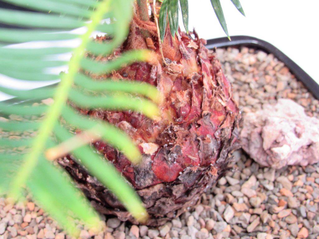 Sago Palm Bonsai Tree