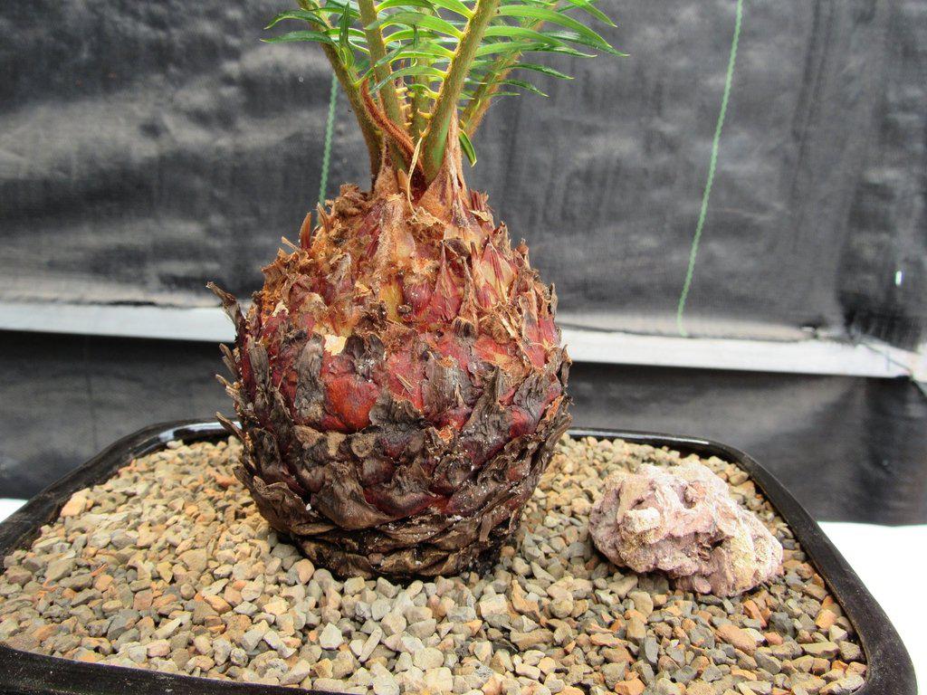 Sago Palm Bonsai Tree