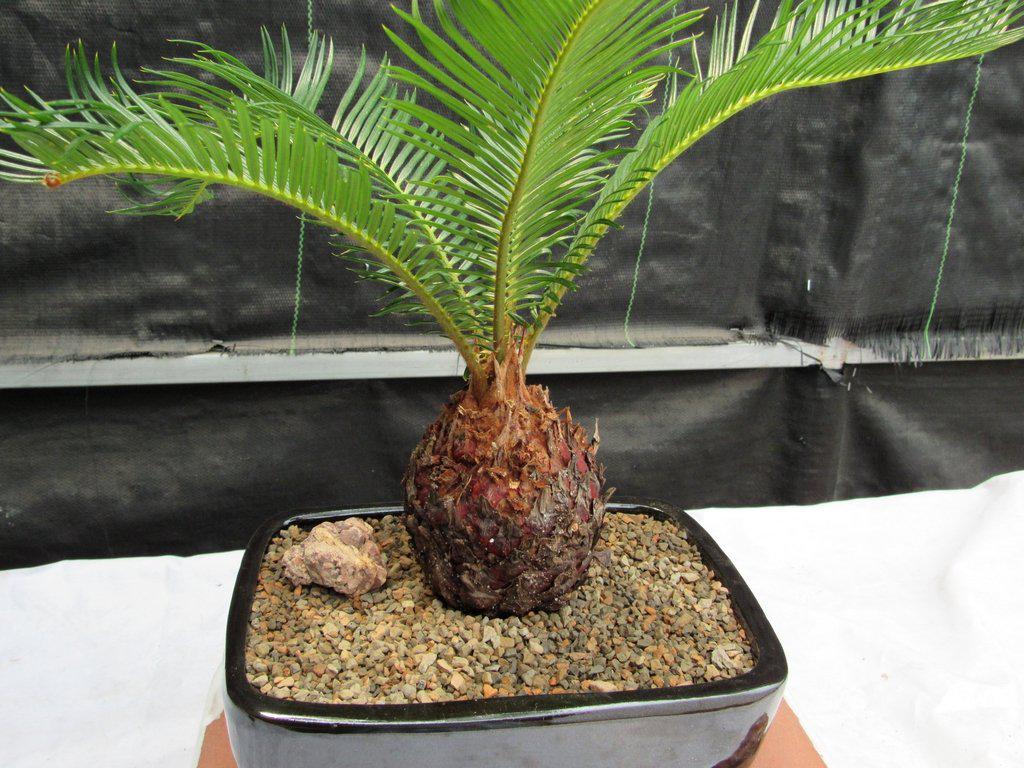 Sago Palm Bonsai Tree