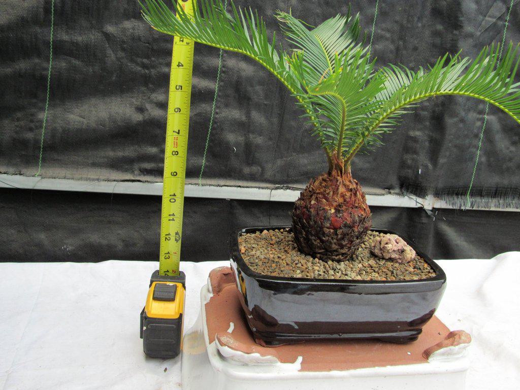 Sago Palm Bonsai Tree