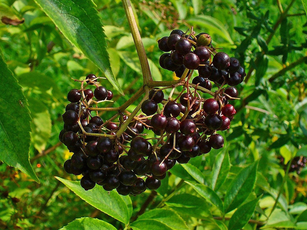 American Black Elderberry