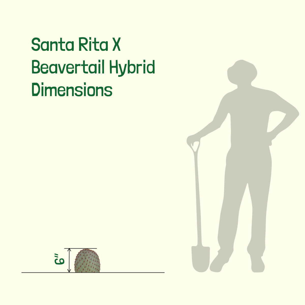 Santa Rita x Beavertail Hybrid