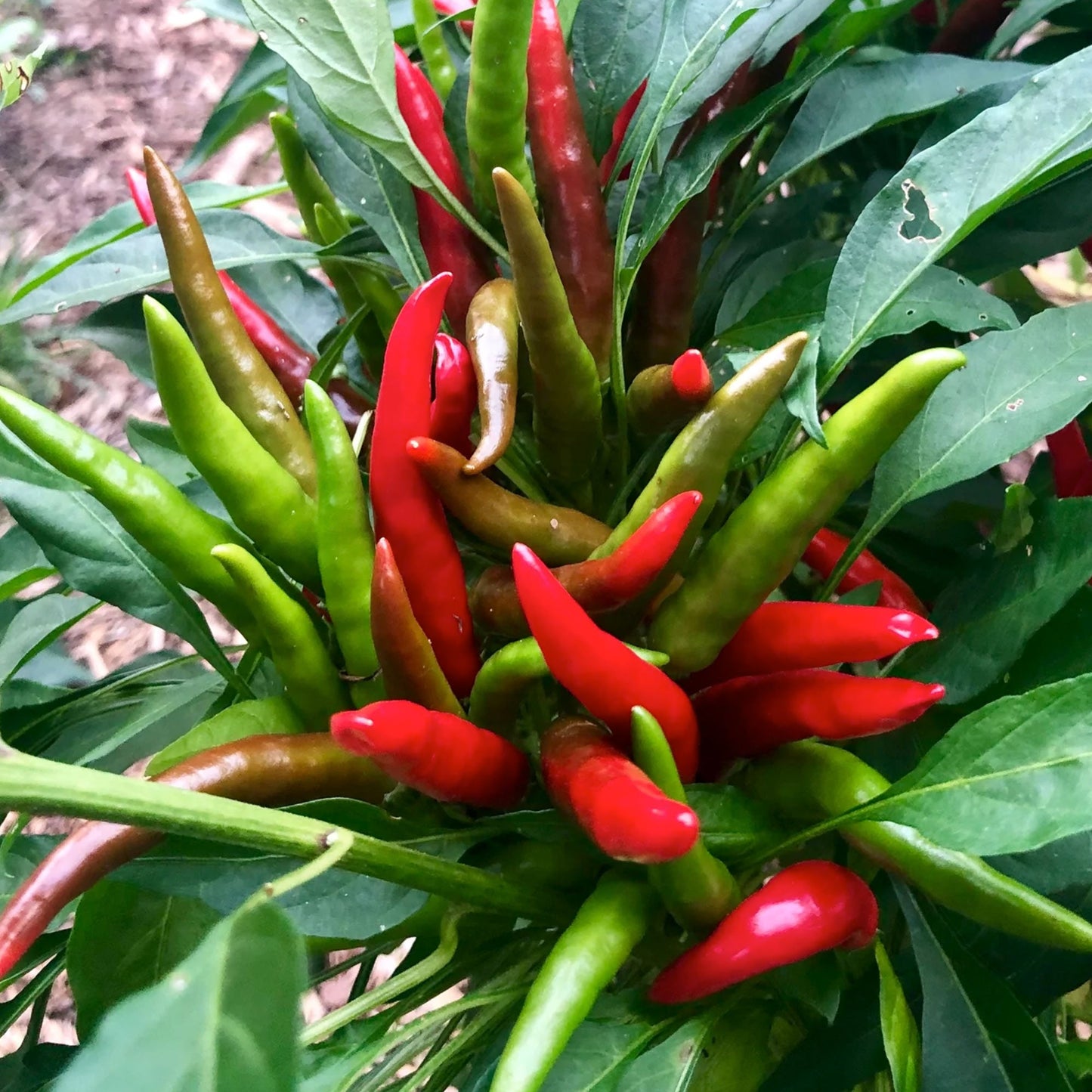 Santaka Hot Japanese Pepper Seeds