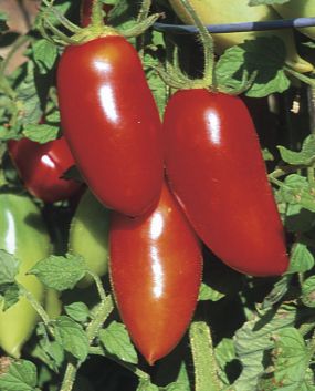 Red Sausage Tomato Seeds