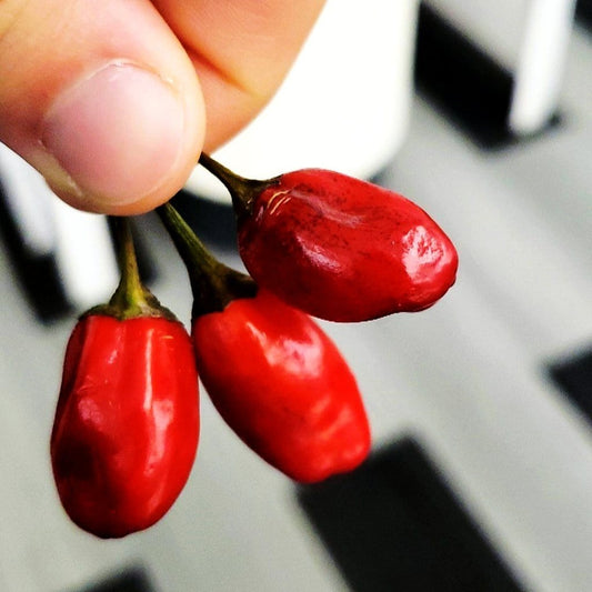 Scarlett's Chili Pepper Seeds