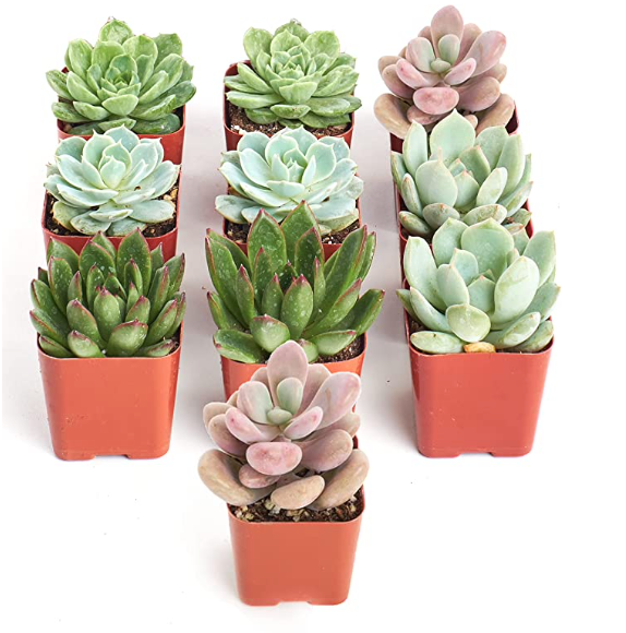 Rosette Succulent Collection