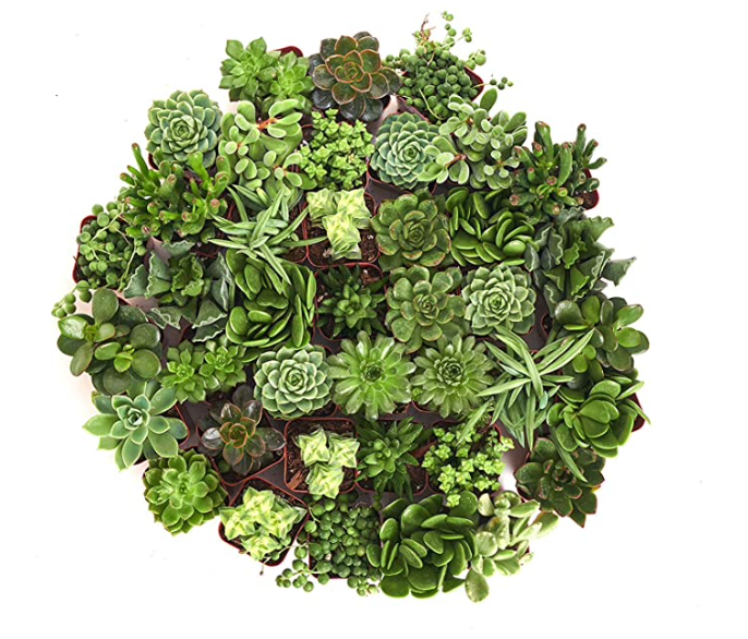 Verde Mini Succulent Collection