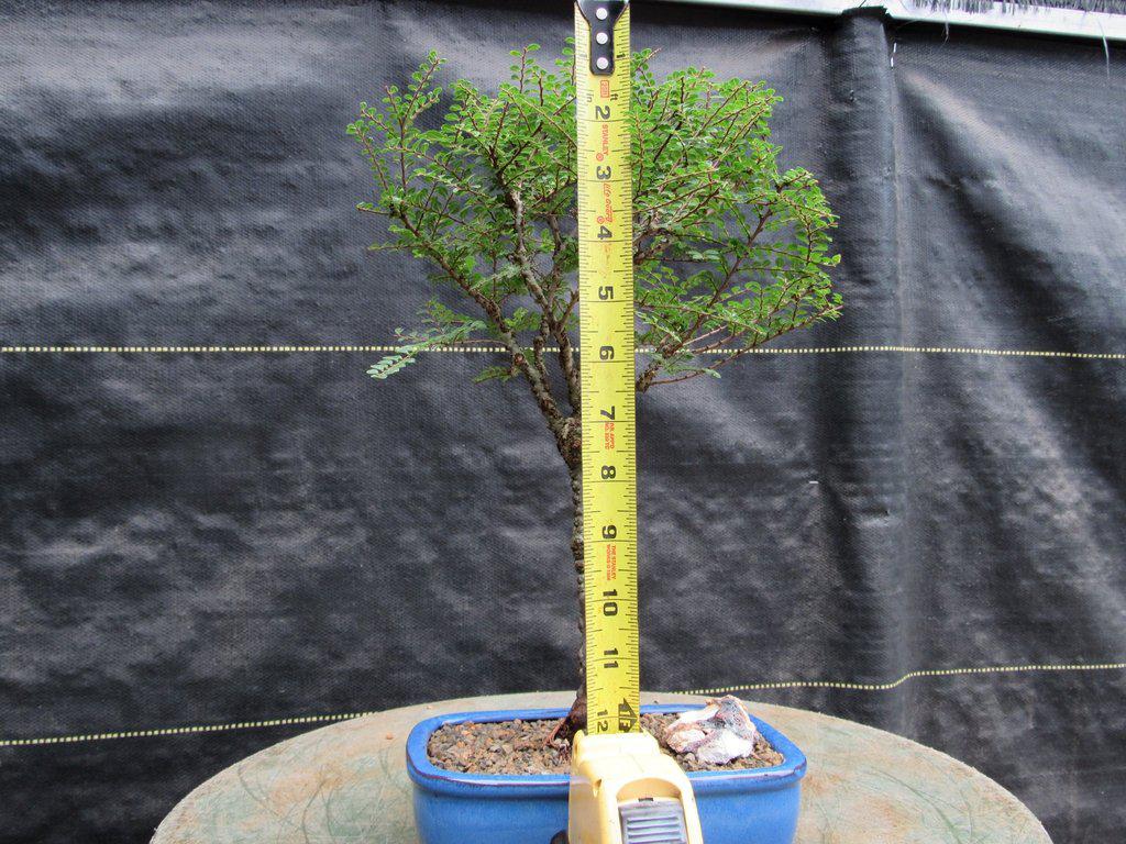 Seiju Elm Bonsai Tree