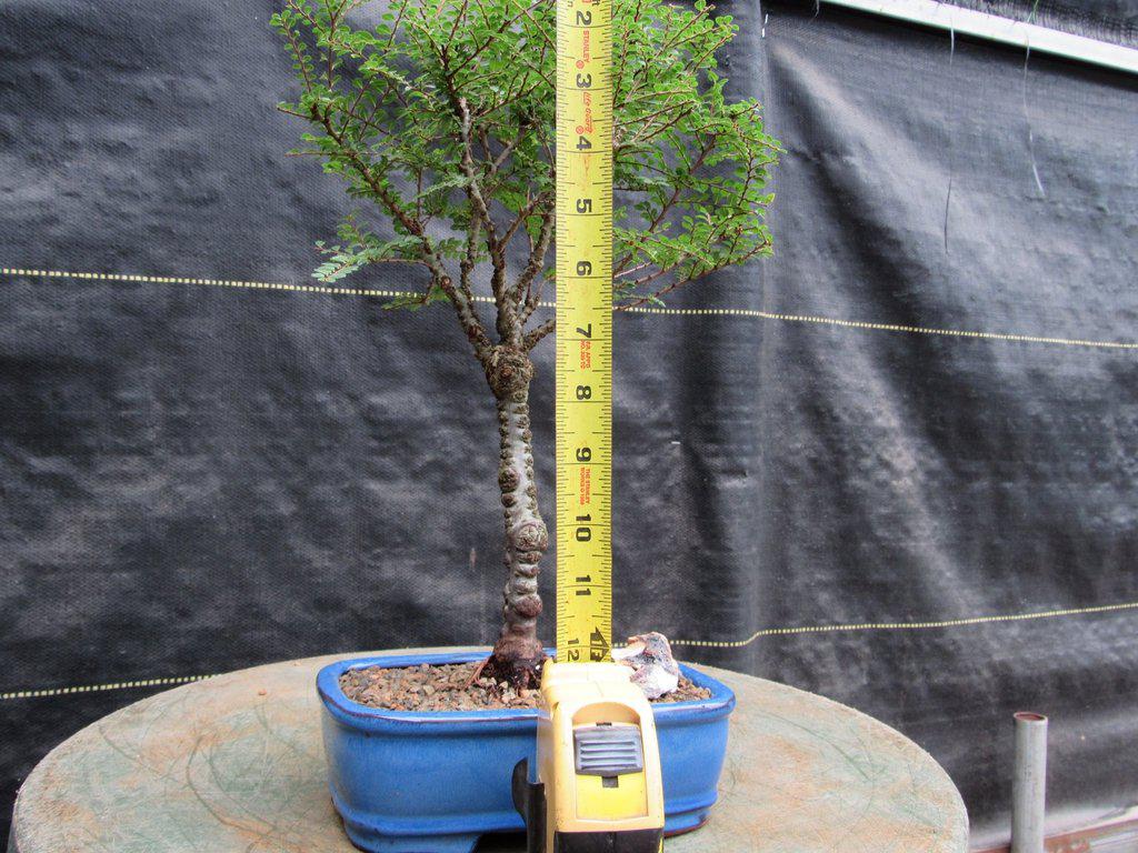 Seiju Elm Bonsai Tree