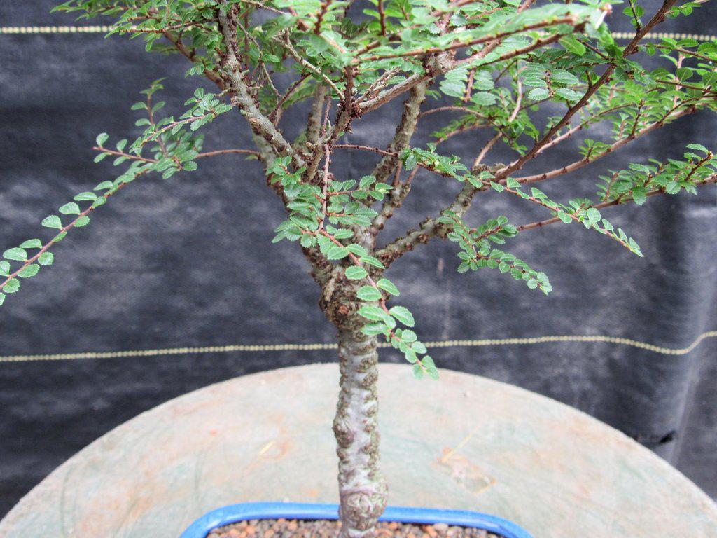 Seiju Elm Bonsai Tree