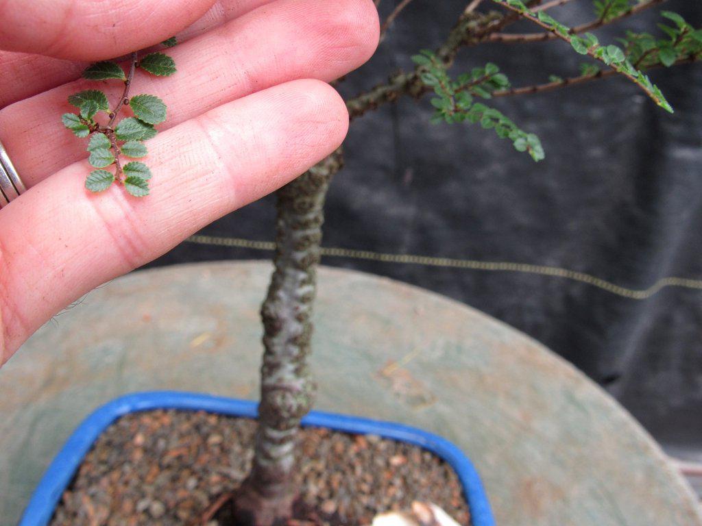 Seiju Elm Bonsai Tree