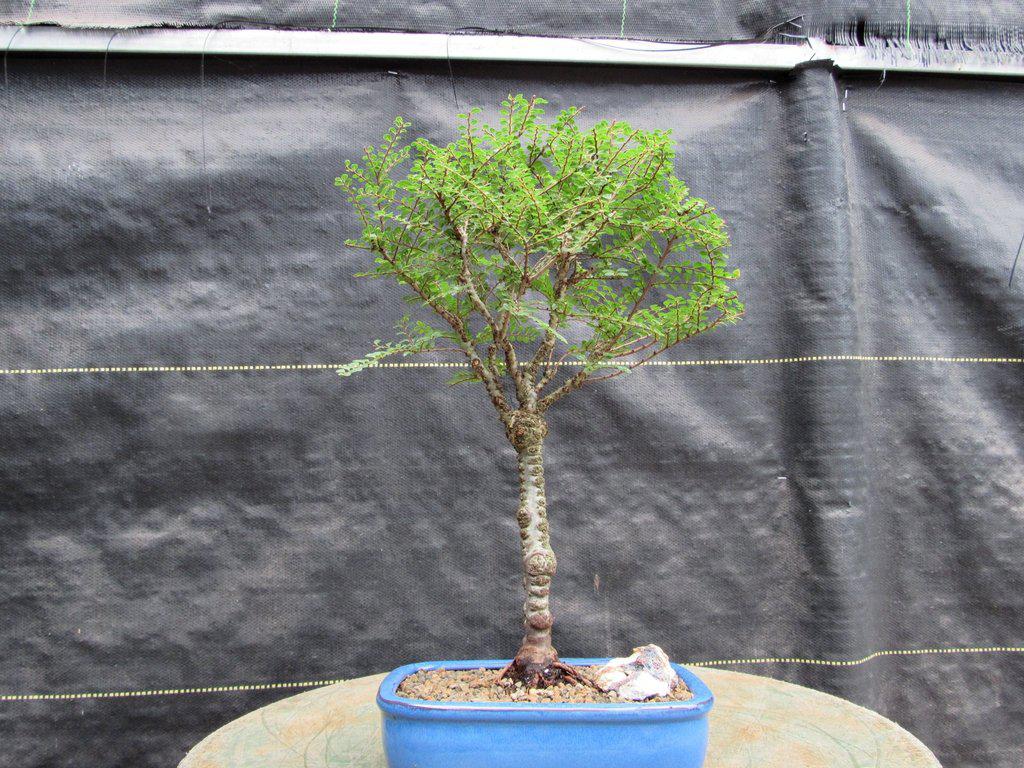 Seiju Elm Bonsai Tree