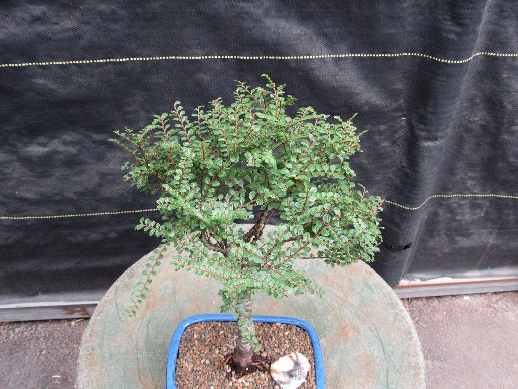 Seiju Elm Bonsai Tree