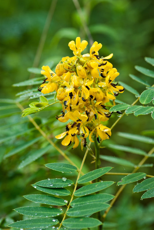 Wild Senna