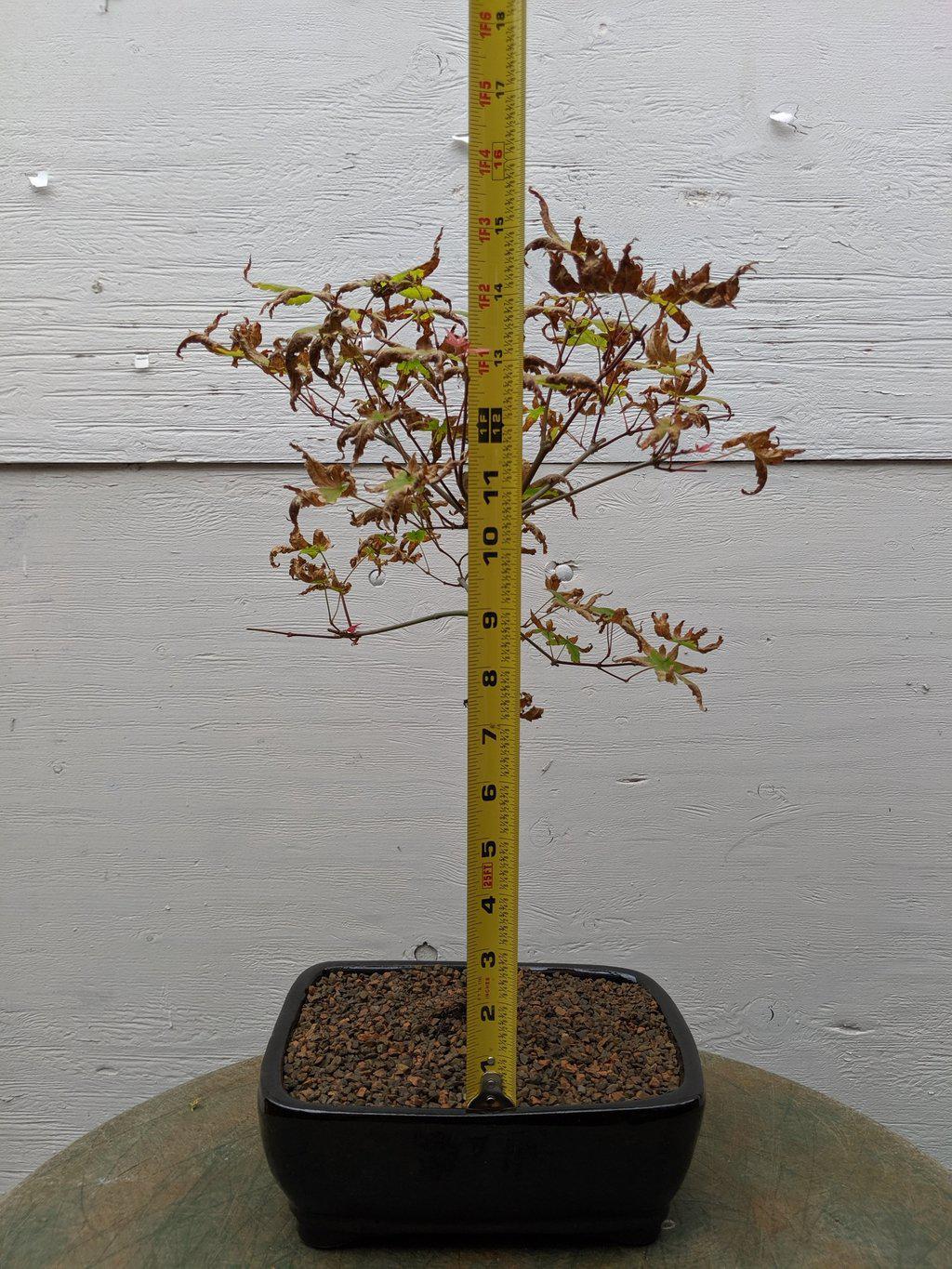 Shindeshojo Red Japanese Maple Bonsai Tree