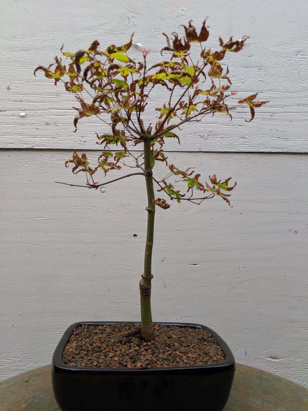 Shindeshojo Red Japanese Maple Bonsai Tree