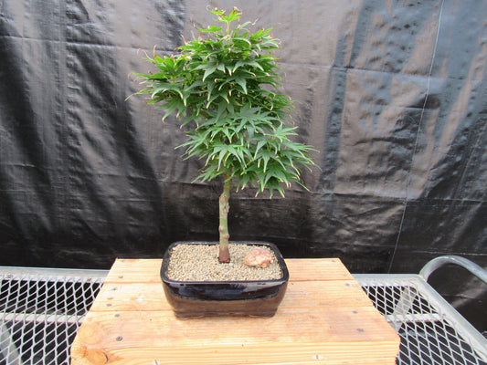 Shishigashira Japanese Maple Bonsai Tree