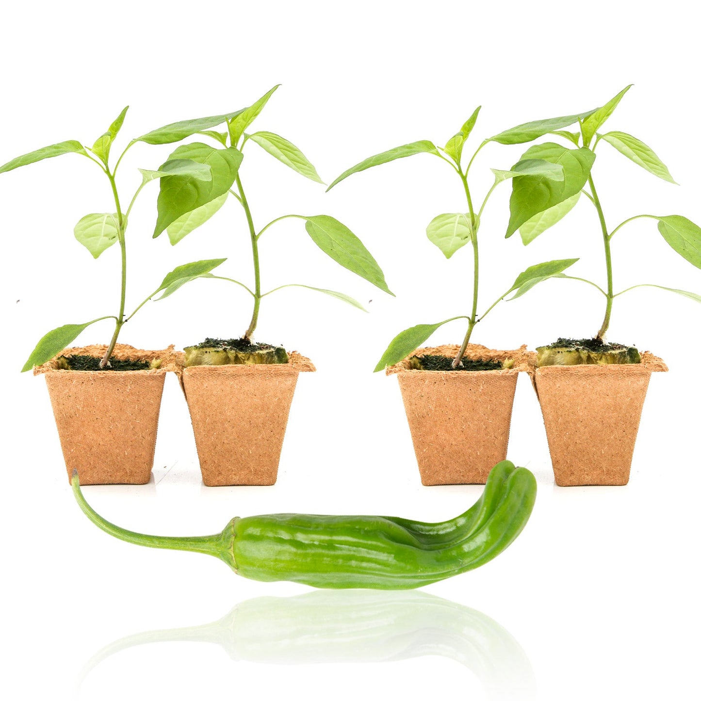 Shishito Pepper Plants