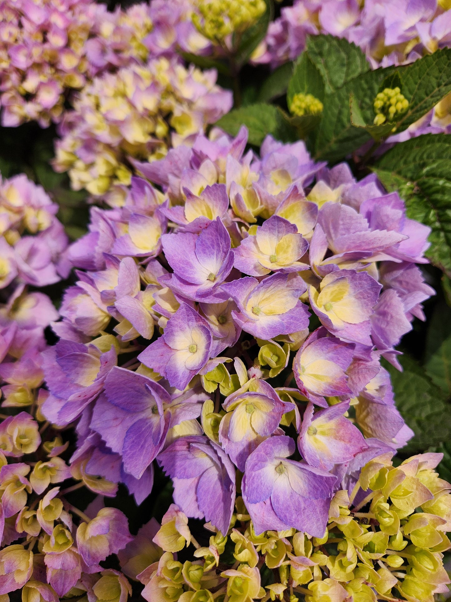 Let's Dance Sky View® Reblooming Hydrangea