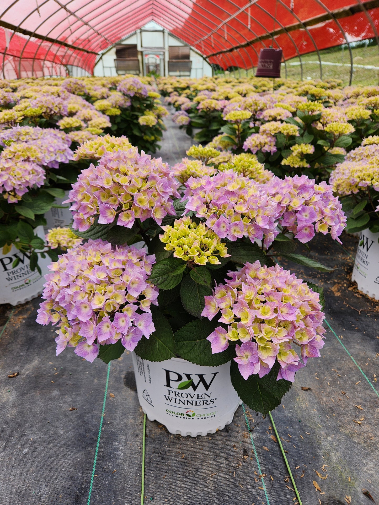 Let's Dance Sky View® Reblooming Hydrangea