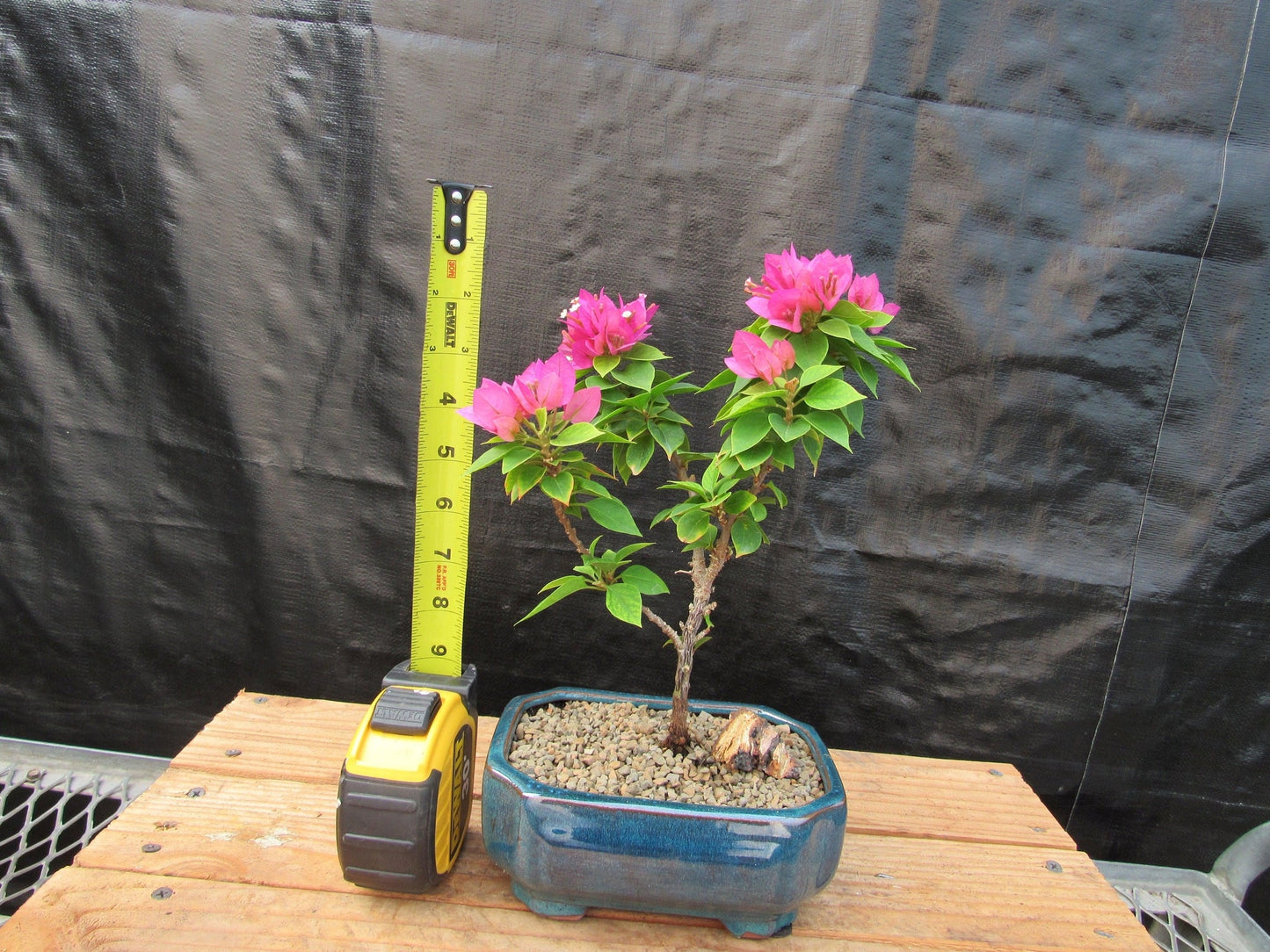 Small Bougainvillea Bonsai Tree