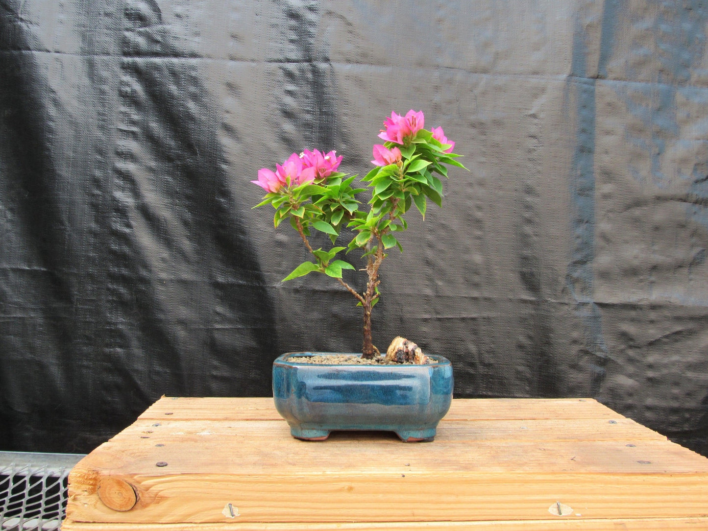 Small Bougainvillea Bonsai Tree