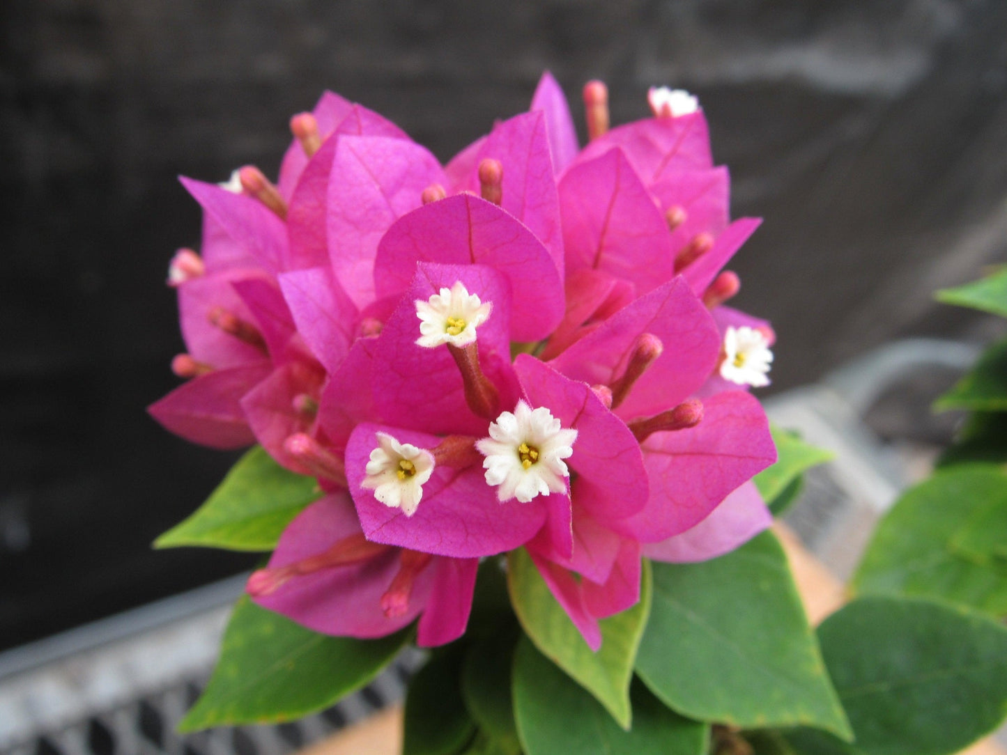 Small Bougainvillea Bonsai Tree