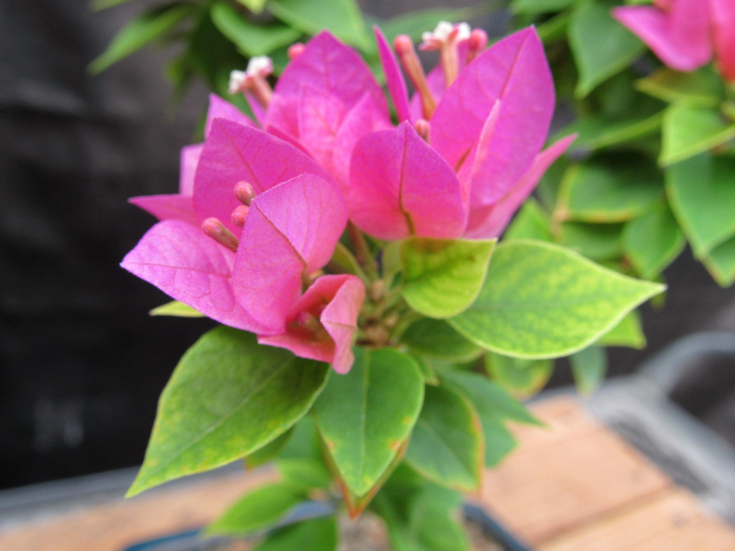 Small Bougainvillea Bonsai Tree