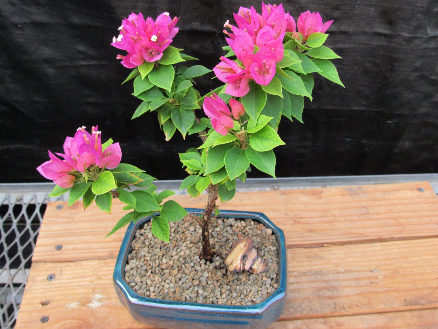 Small Bougainvillea Bonsai Tree