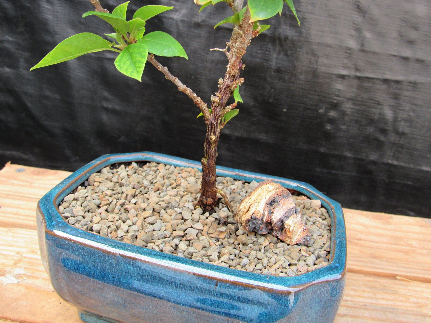 Small Bougainvillea Bonsai Tree