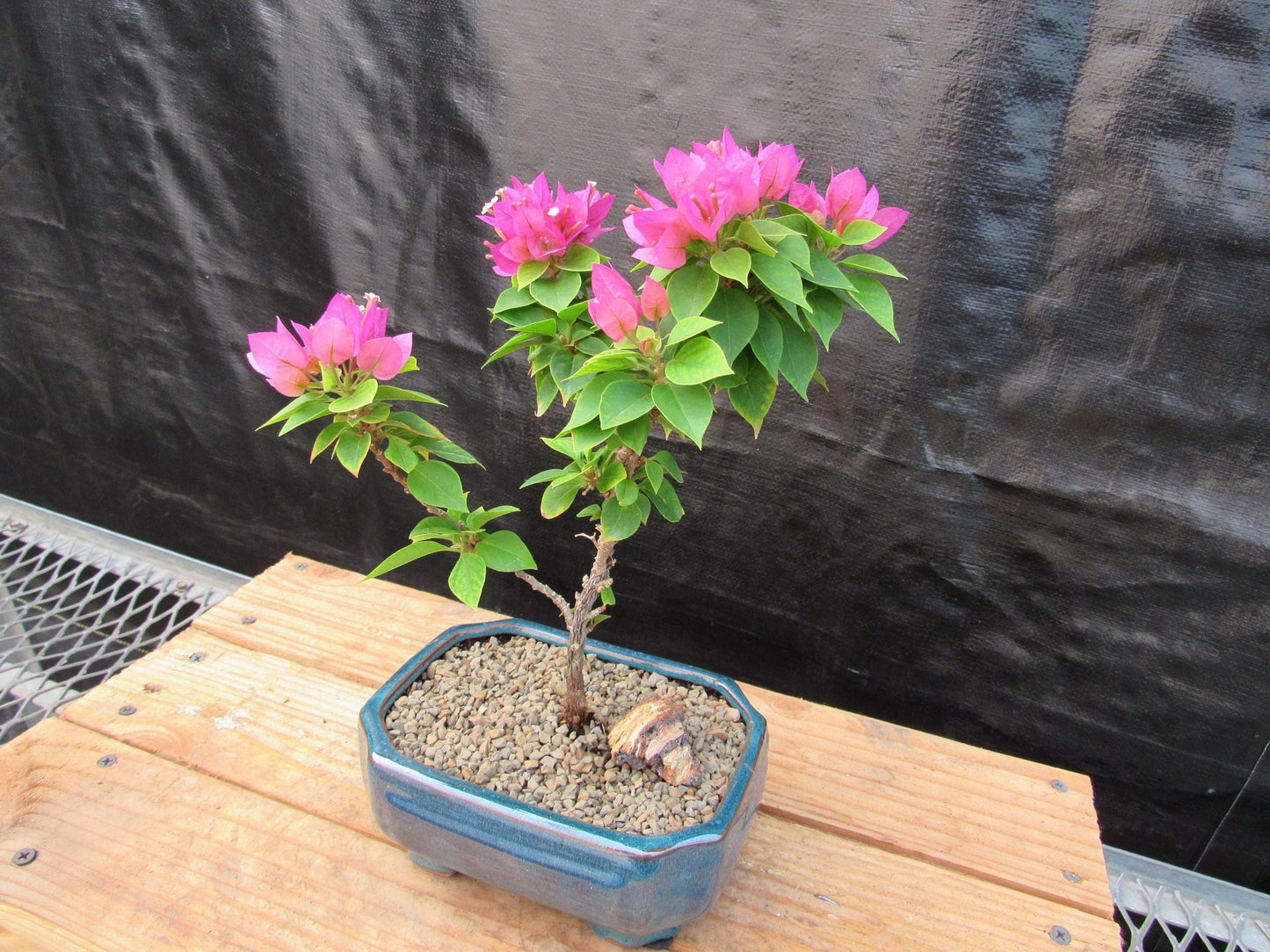 Small Bougainvillea Bonsai Tree