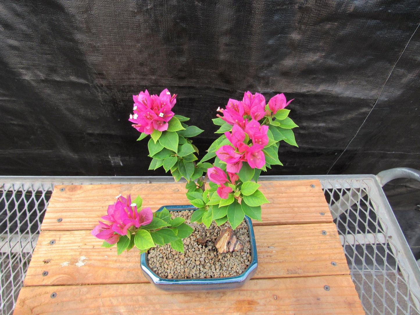 Small Bougainvillea Bonsai Tree