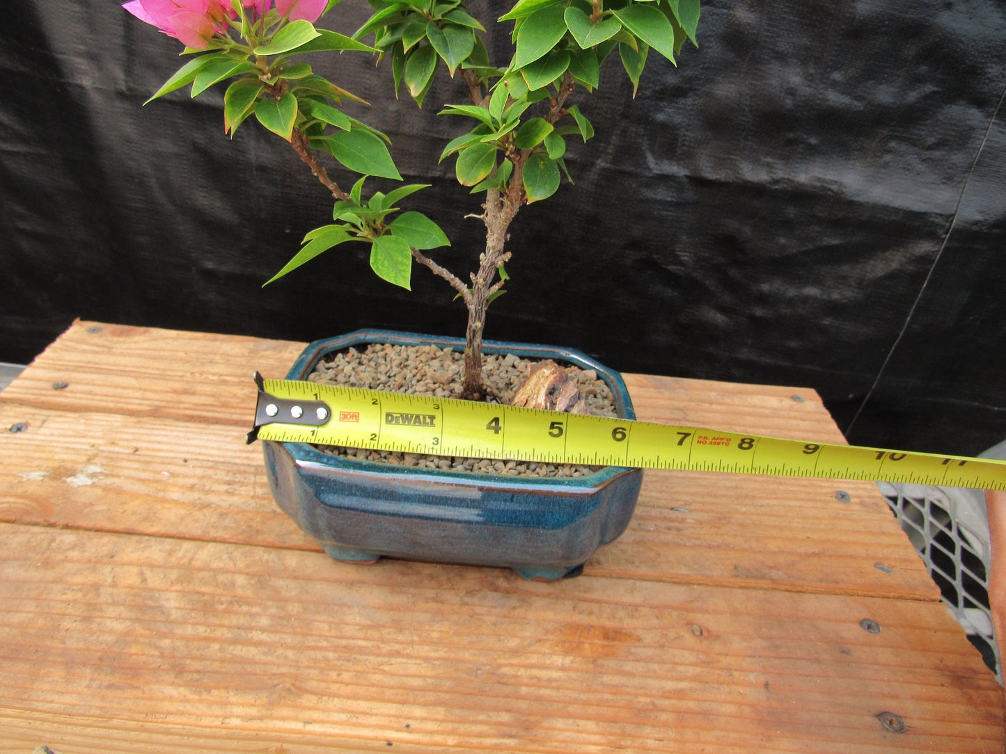 Small Bougainvillea Bonsai Tree