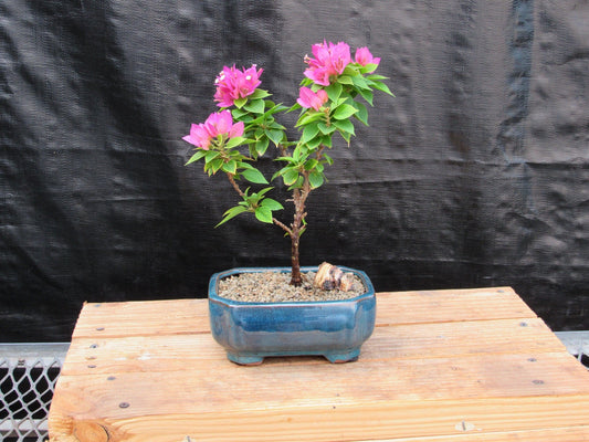 Small Bougainvillea Bonsai Tree