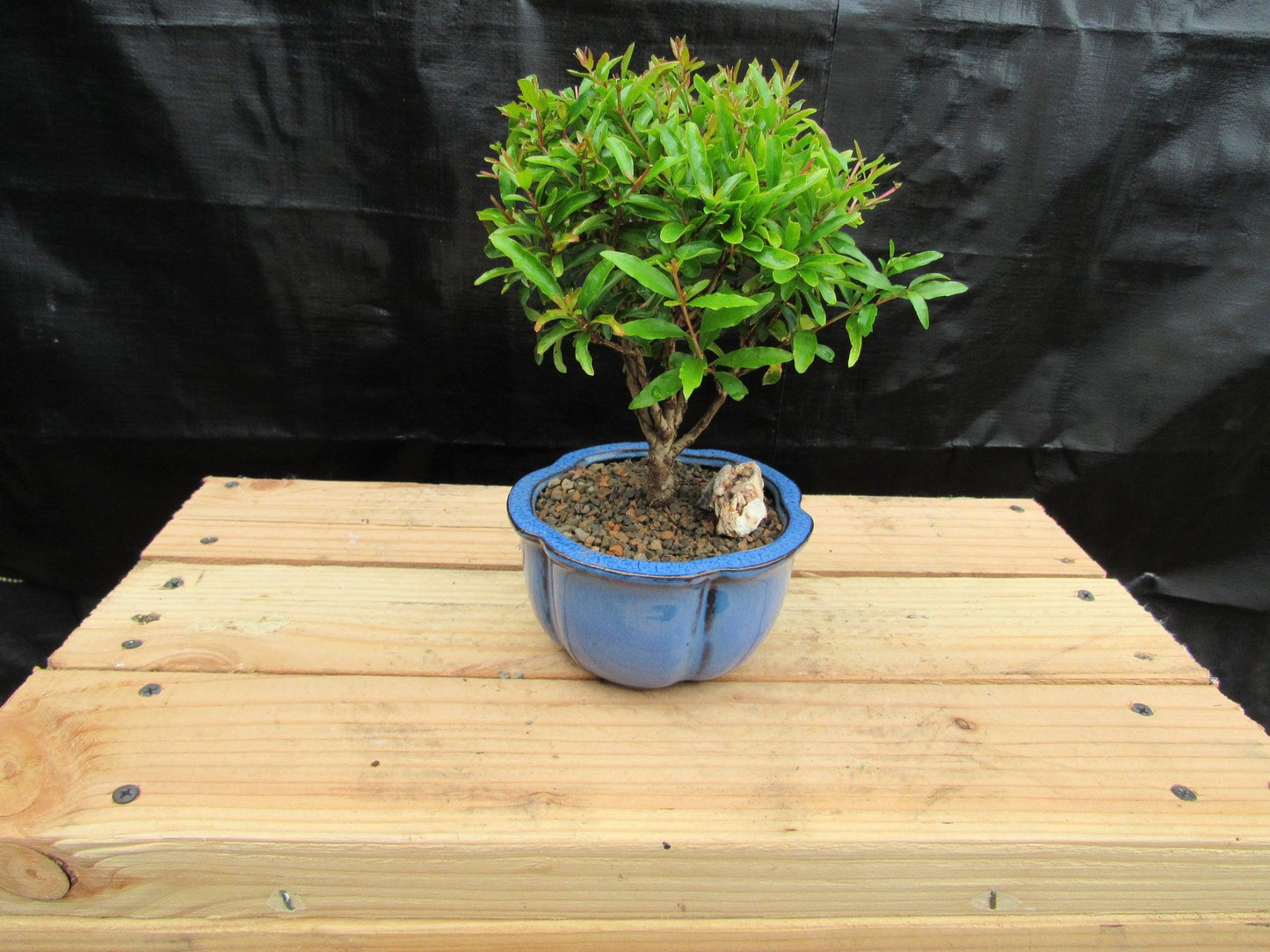 Small Dwarf Pomegranate Bonsai Tree