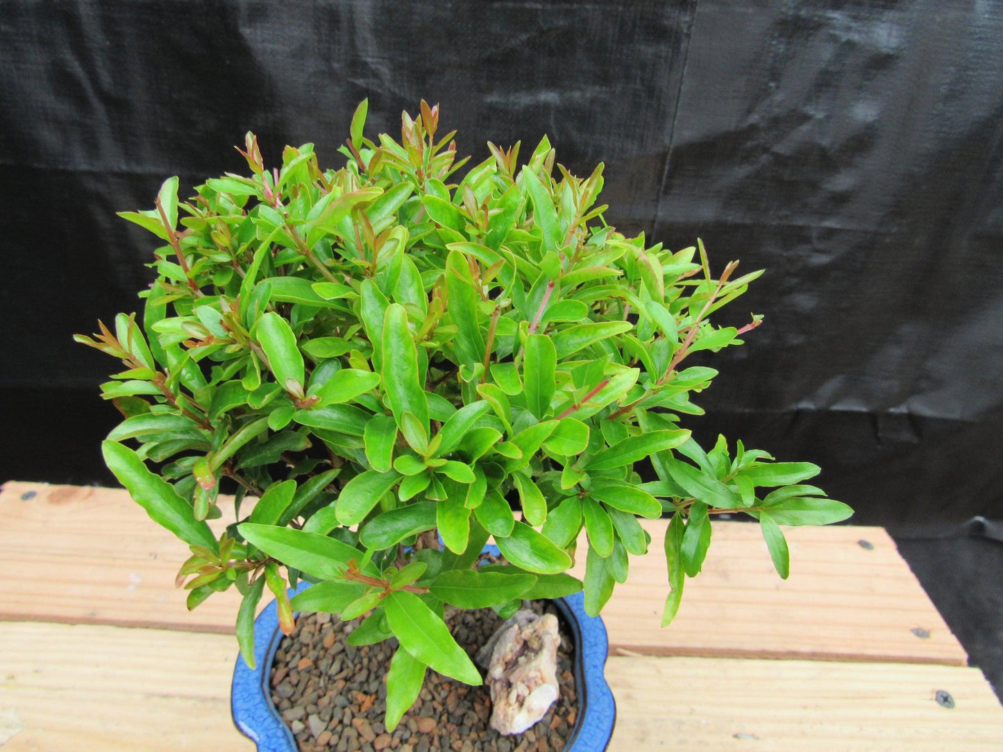 Small Dwarf Pomegranate Bonsai Tree