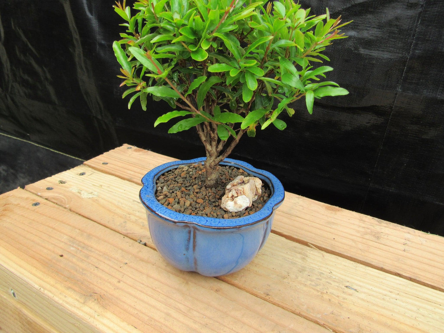 Small Dwarf Pomegranate Bonsai Tree