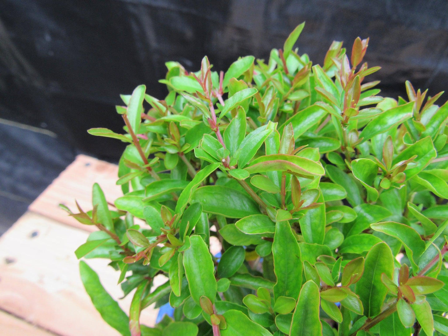 Small Dwarf Pomegranate Bonsai Tree