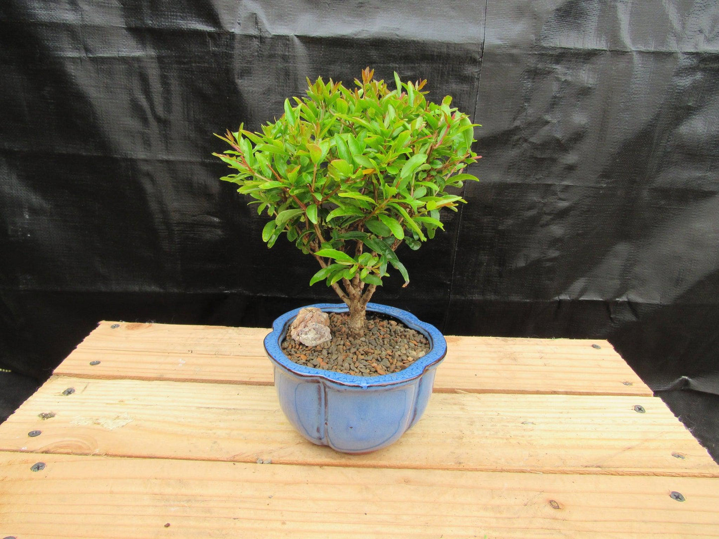 Small Dwarf Pomegranate Bonsai Tree