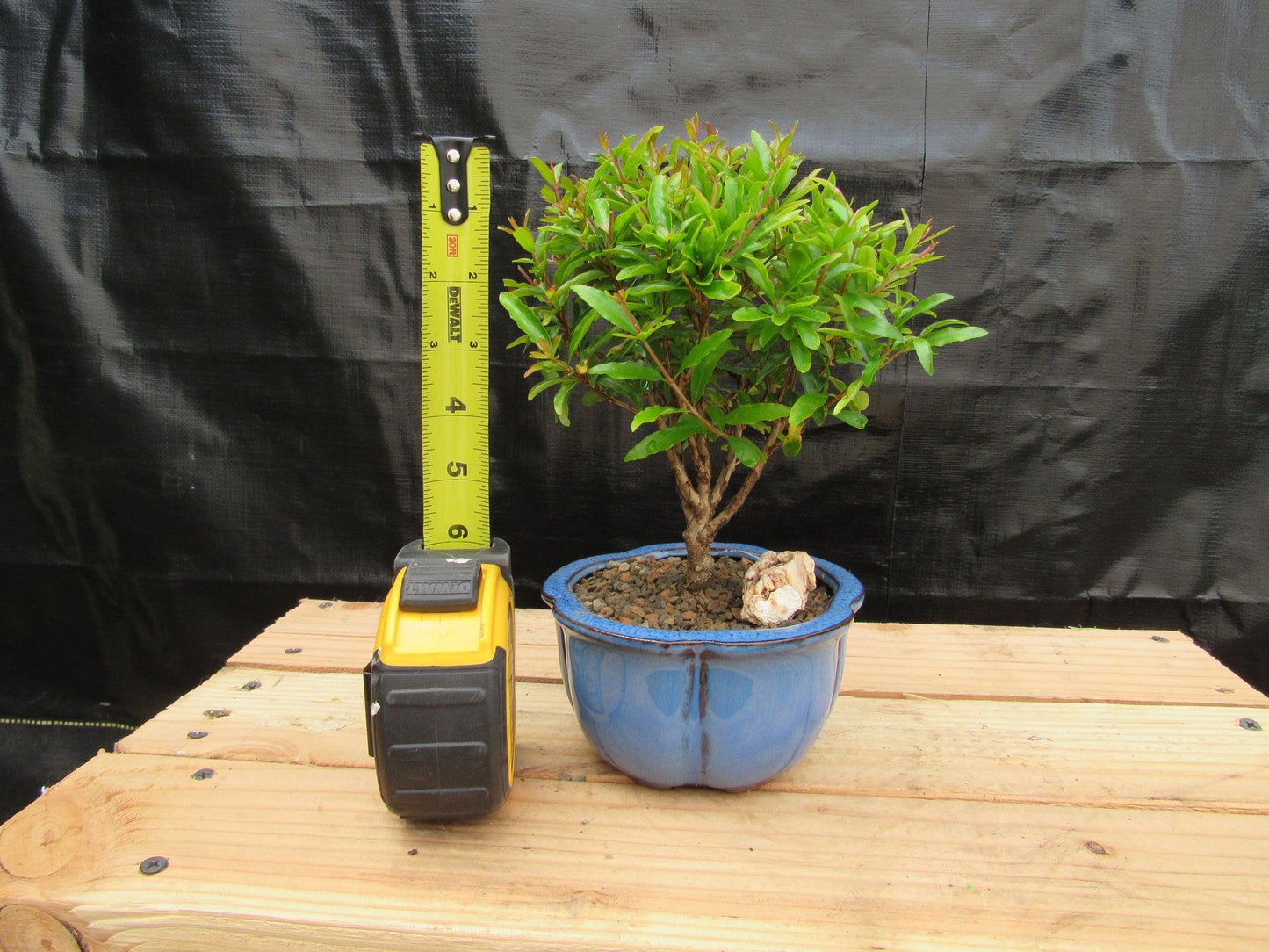 Small Dwarf Pomegranate Bonsai Tree