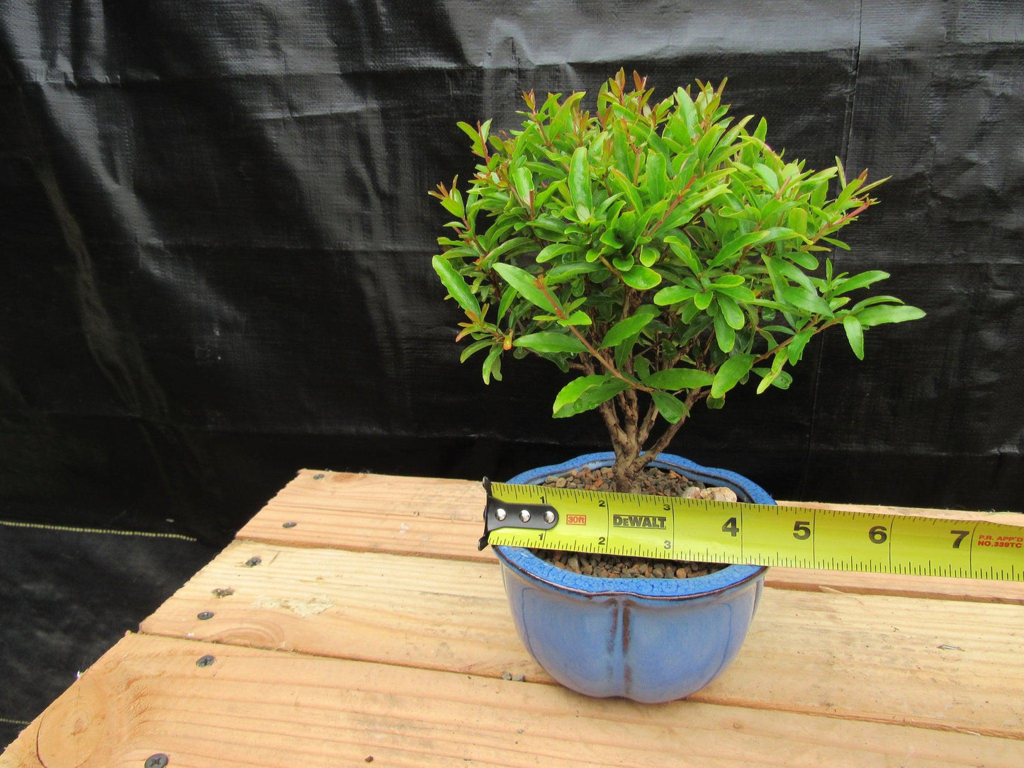 Small Dwarf Pomegranate Bonsai Tree